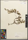 Foto von Salix retusa L.